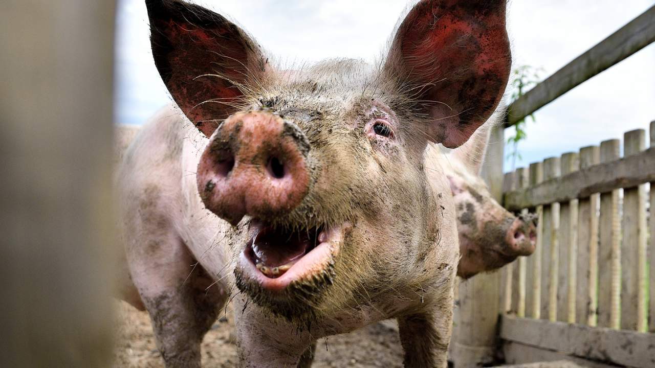 Terminally ill U.S. man gets a pig’s heart with a successful transplant