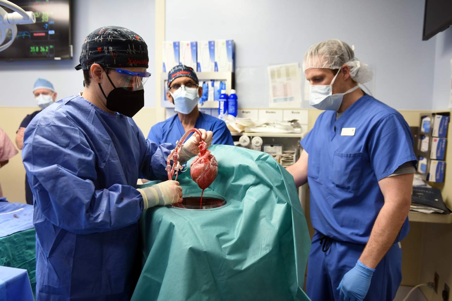 surgeons hold pig's heart before human transplant